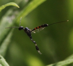 Gasteruption assectator