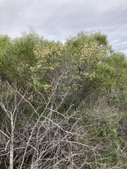 Spyridium globulosum