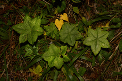 Hydrocotyle macrophylla