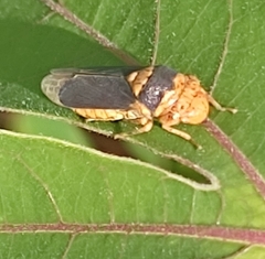 Oncometopia hamiltoni