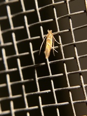 Cameraria caryaefoliella