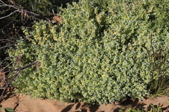 Atriplex holocarpa