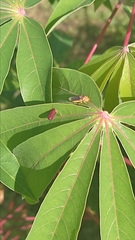 Oncometopia hamiltoni