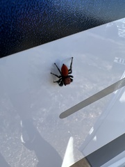 Phidippus apacheanus