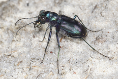 Cicindela scutellaris