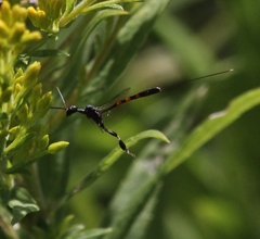 Gasteruption assectator