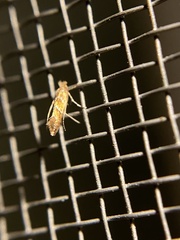 Cameraria caryaefoliella