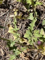 Cirsium andersonii