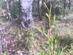 Hibbertia obtusifolia