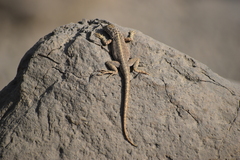 Microlophus