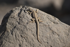 Microlophus