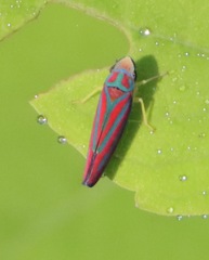 Graphocephala coccinea