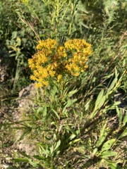 Solidago ohioensis