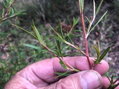 Hibbertia obtusifolia