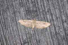 Eupithecia miserulata