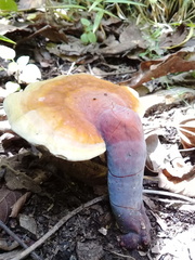 Ganoderma tsugae