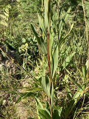 Solidago ohioensis