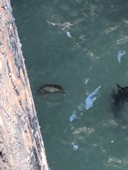 Chrysaora fuscescens