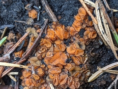 Lachnellula