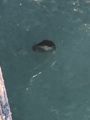 Chrysaora fuscescens