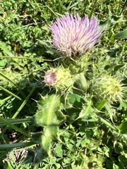 Cirsium japonicum