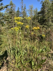 Solidago ohioensis