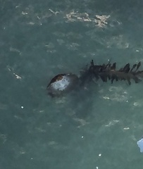 Chrysaora fuscescens