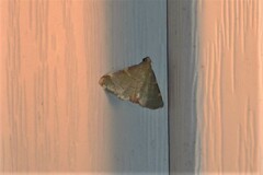 Hypsopygia binodulalis