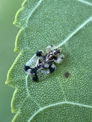 Corythucha juglandis