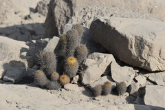 Loxanthocereus acanthurus