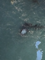 Chrysaora fuscescens