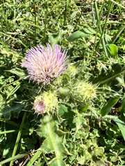 Cirsium japonicum