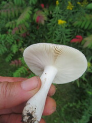 Russula cyanoxantha