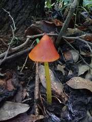 Hygrocybe