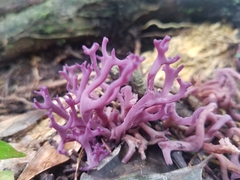 Ramariopsis pulchella