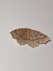 Lambdina fiscellaria