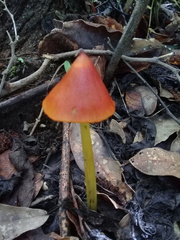 Hygrocybe