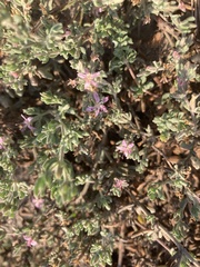Frankenia salina