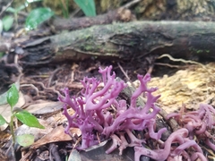 Ramariopsis pulchella