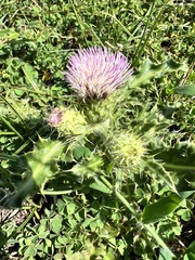 Cirsium japonicum
