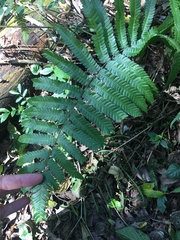 Polypodiopsida