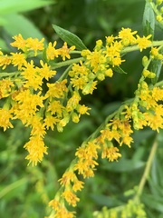 Solidago juncea