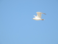 Larus argentatus