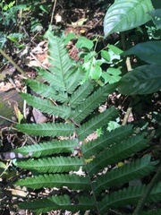 Polypodiopsida