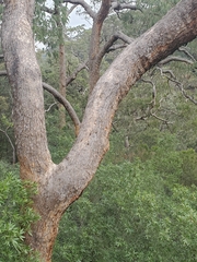 Corymbia eximia