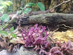 Ramariopsis pulchella