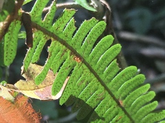 Polypodiopsida
