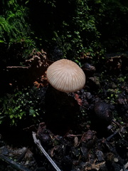 Agaricales