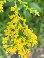 Solidago juncea