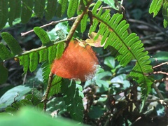 Megalopyginae